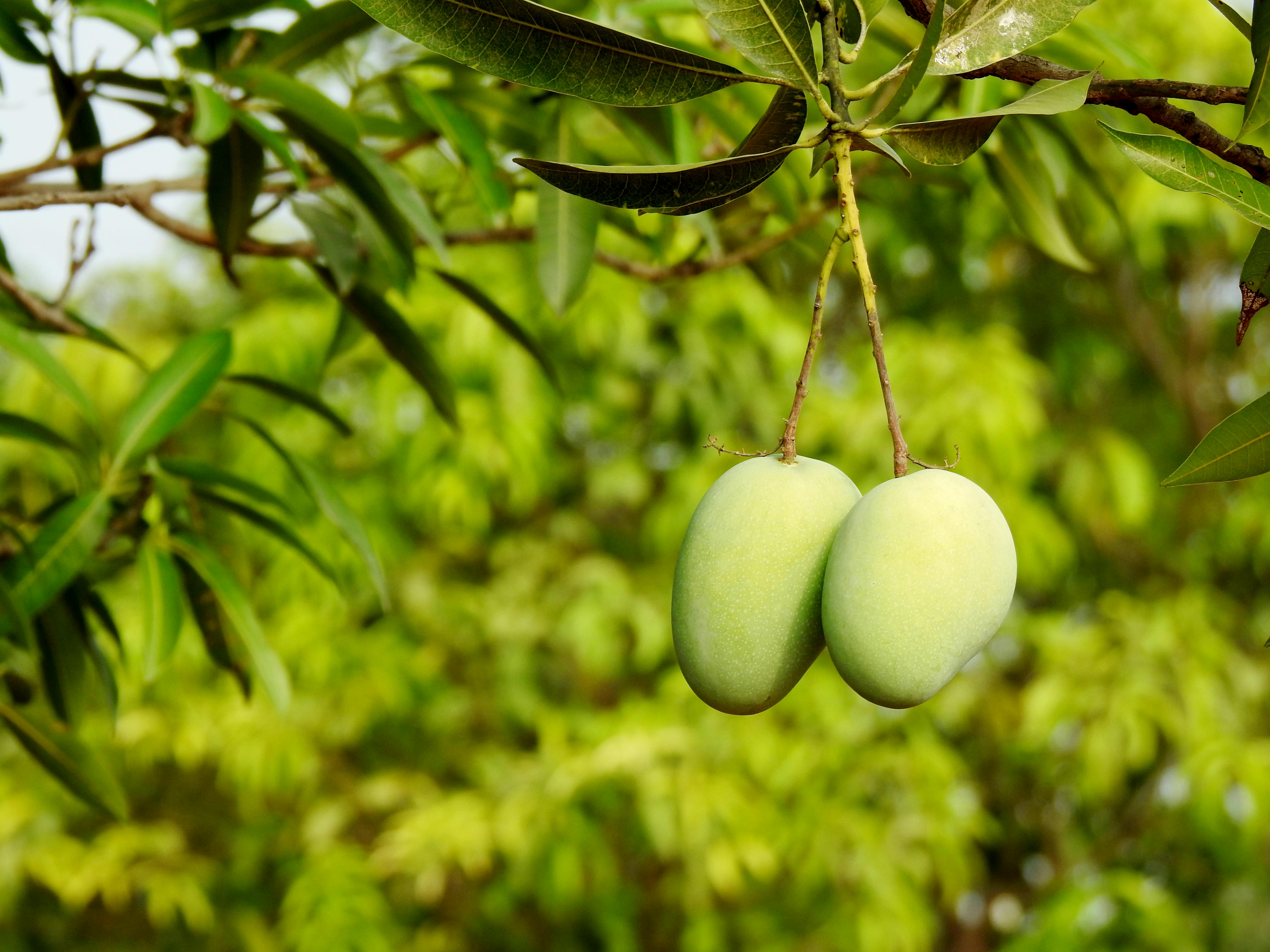 অতি ঘন পদ্ধতিতে আম চাষাবাদ প্রযুক্তি