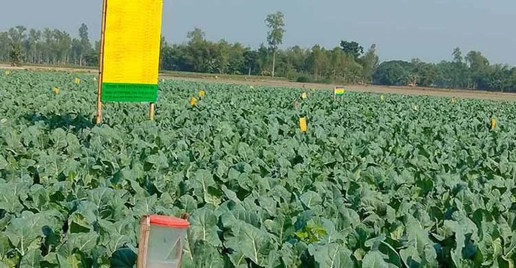 নিরাপদ ফসল উৎপাদনে করণীয় 